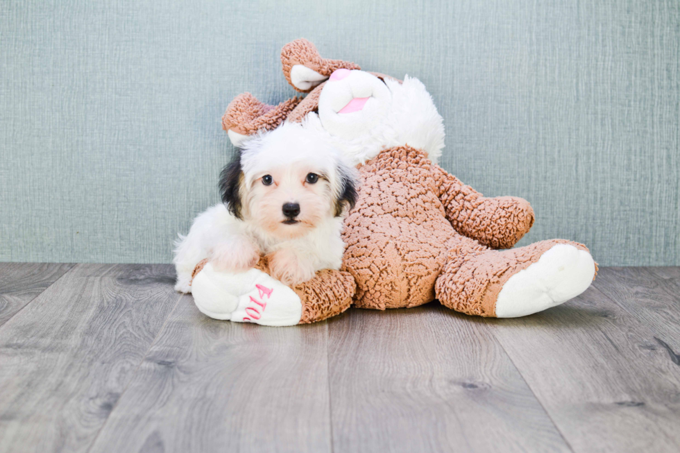 Morkie Pup Being Cute