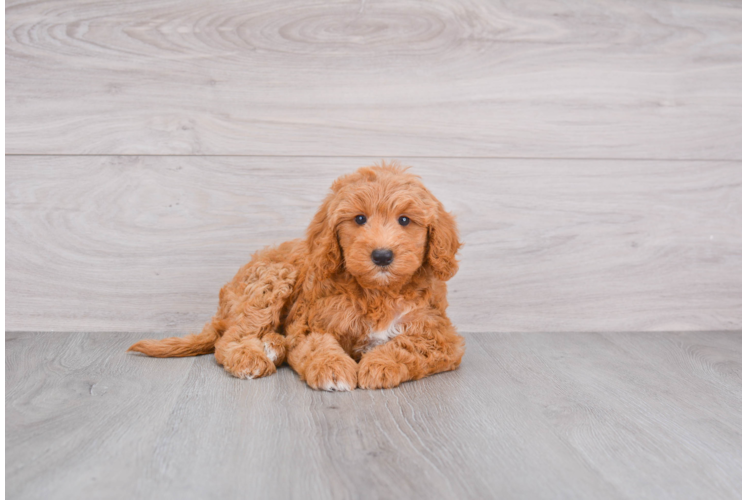 Best Mini Goldendoodle Baby