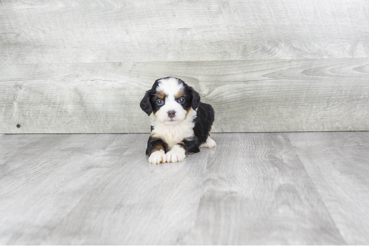 Fluffy Mini Bernedoodle Poodle Mix Pup