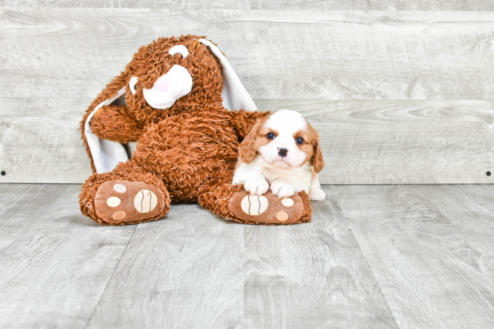 Best Cavalier King Charles Spaniel Baby