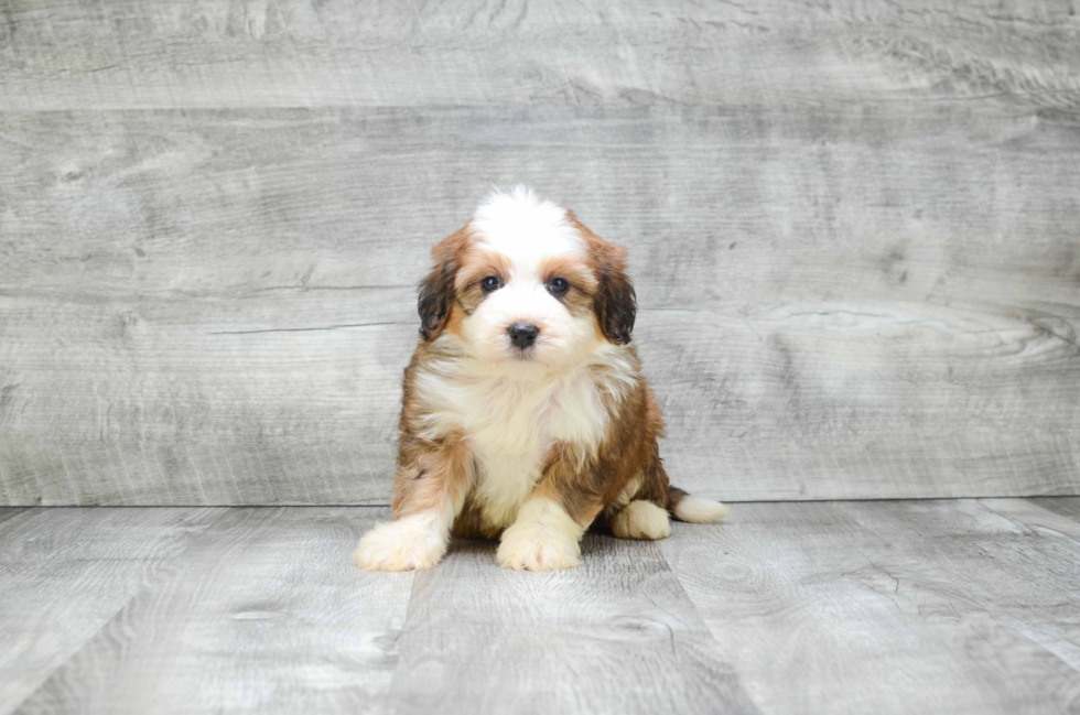 Funny Mini Bernedoodle Poodle Mix Pup