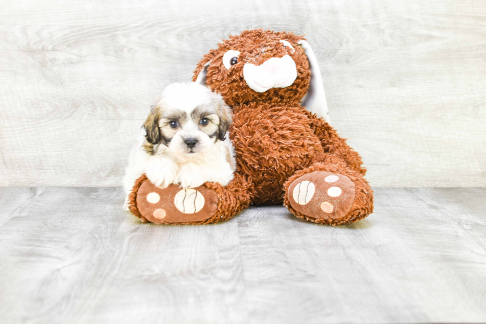 Funny Teddy Bear Designer Pup