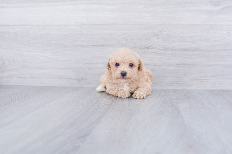 Small Maltipoo Baby