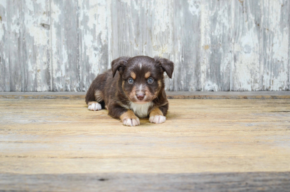 Small Mini Aussiedoodle Baby