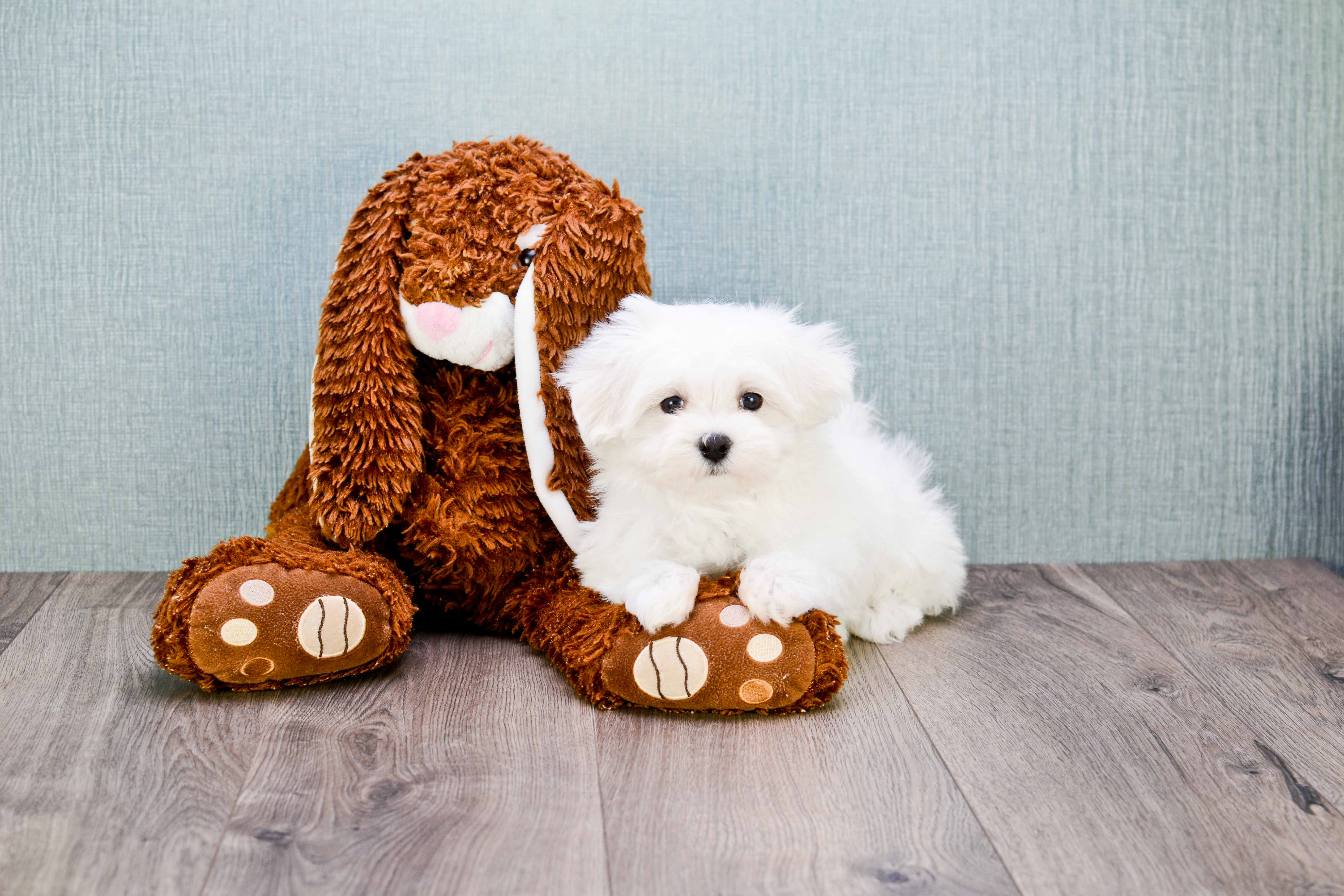 Funny Maltese Purebred Pup