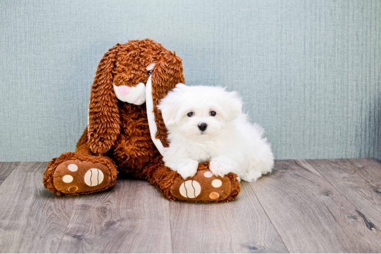 Funny Maltese Purebred Pup