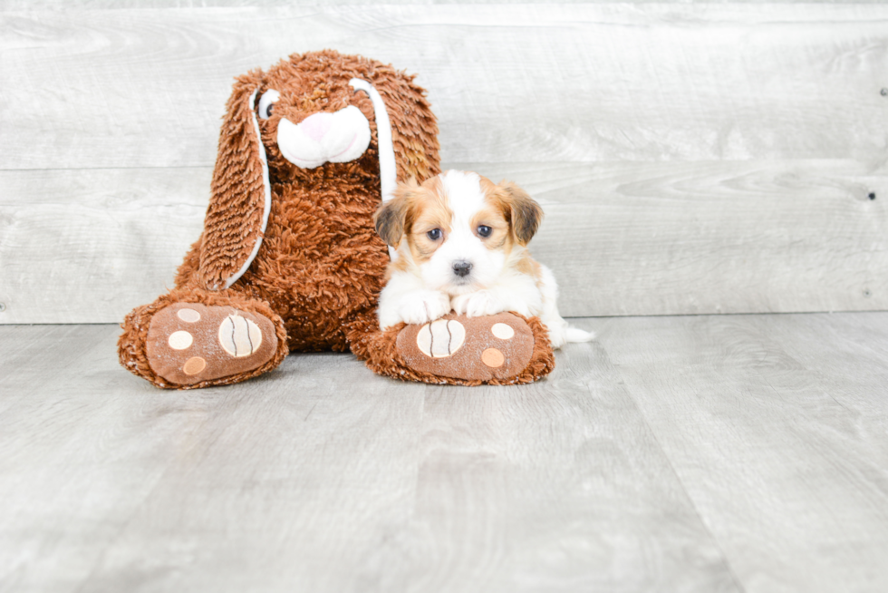 Morkie Pup Being Cute