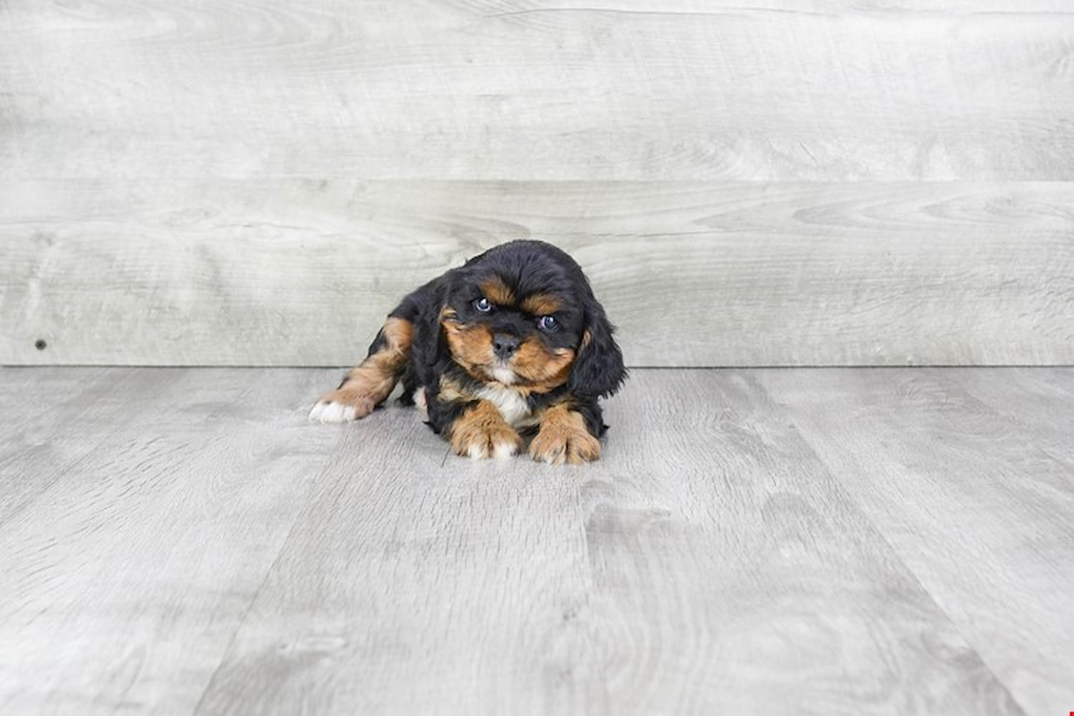 Small Cavalier King Charles Spaniel Baby