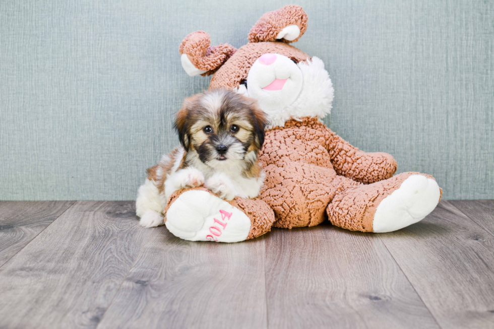 Teddy Bear Puppy for Adoption