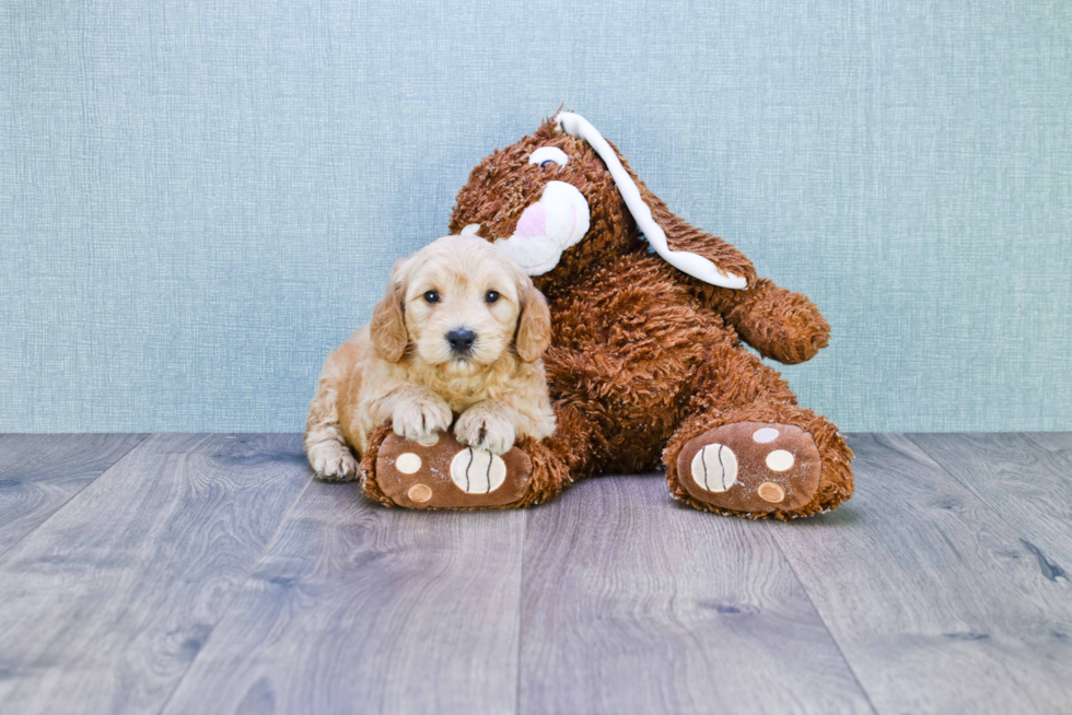 Mini Goldendoodle Pup Being Cute