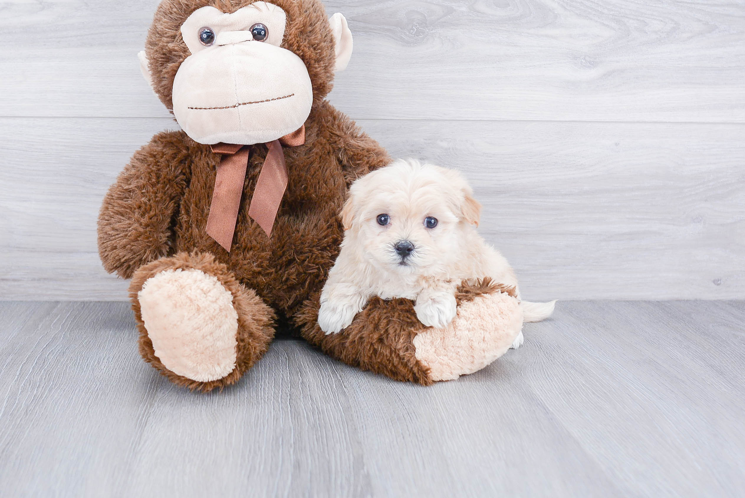 Maltipoo Puppy for Adoption