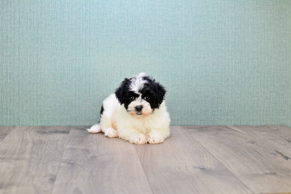 Funny Havanese Baby