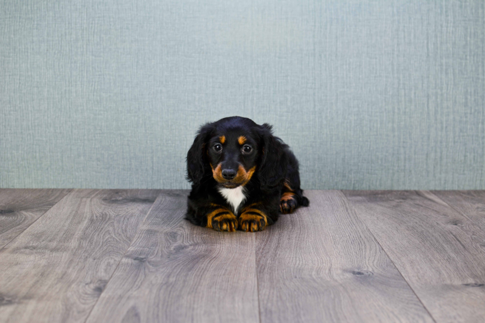 Cute Dachshund Baby