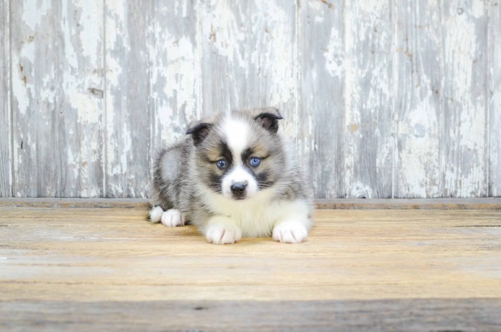 Pomsky Pup Being Cute