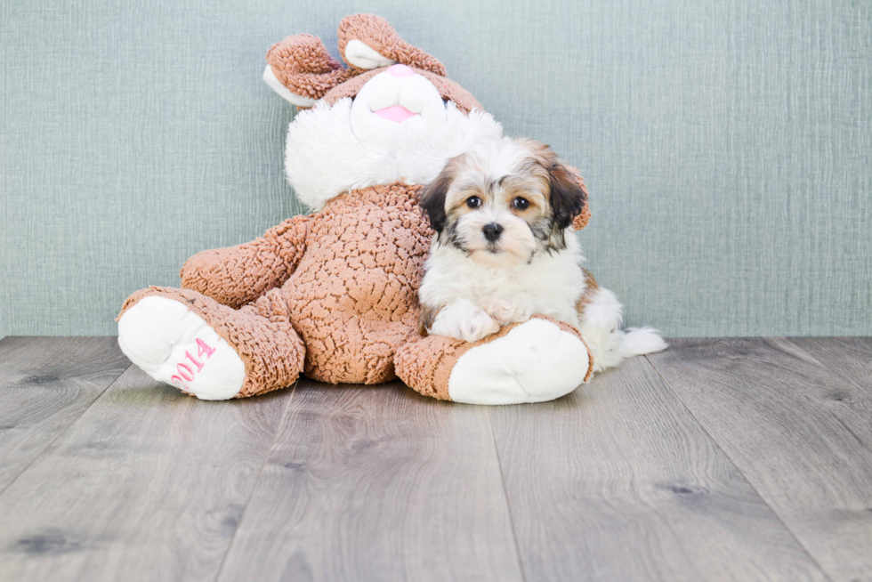 Funny Havanese Purebred Pup