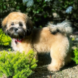 Energetic Shih Poo Pup