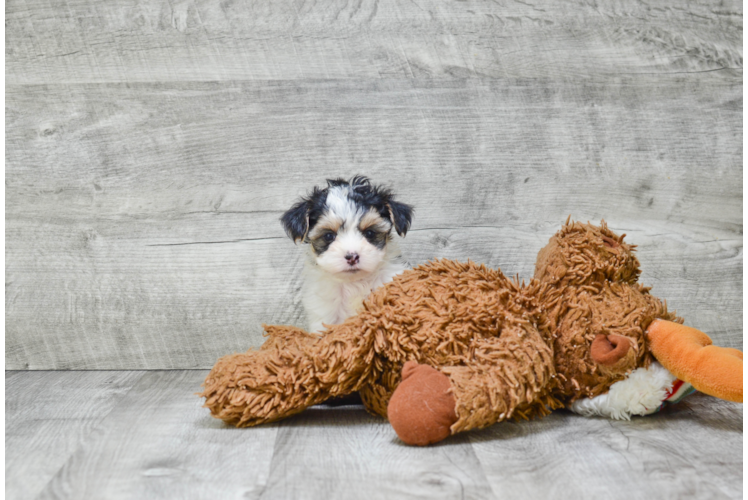 Smart Morkie Designer Pup