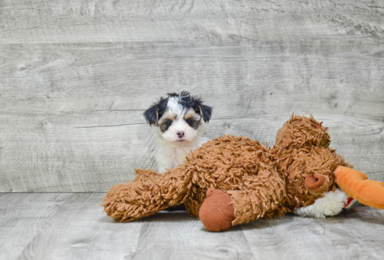 Smart Morkie Designer Pup