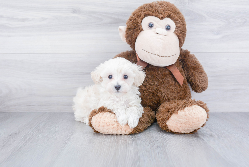 Energetic Maltepoo Poodle Mix Puppy