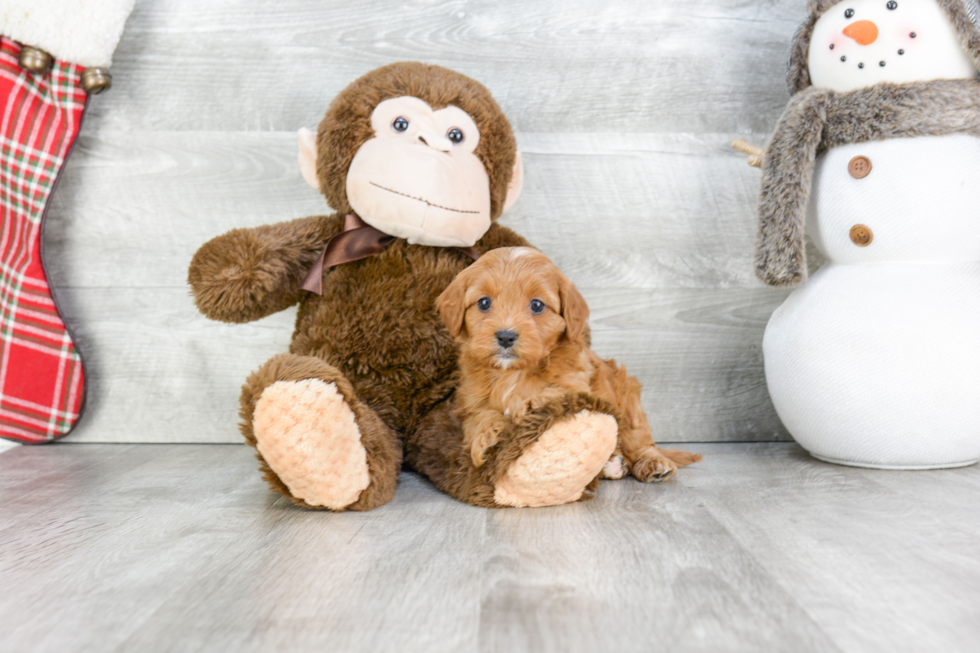 Funny Cavapoo Poodle Mix Pup