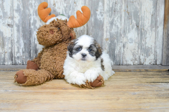 Popular Teddy Bear Designer Pup