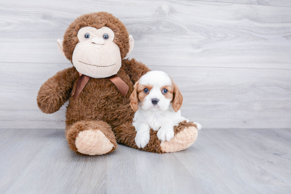 Best Cavalier King Charles Spaniel Baby