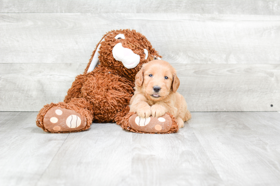 Best Mini Goldendoodle Baby