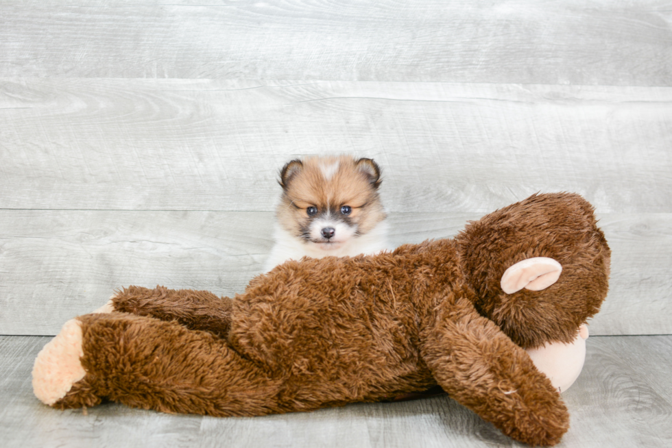 Pomeranian Pup Being Cute