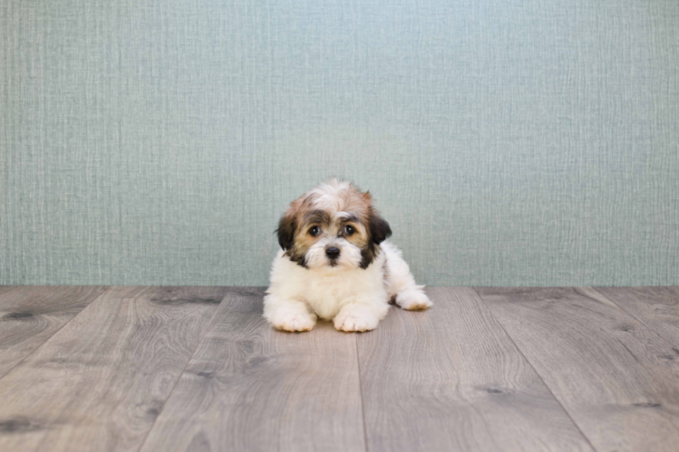 Hypoallergenic Havanese Purebred Pup