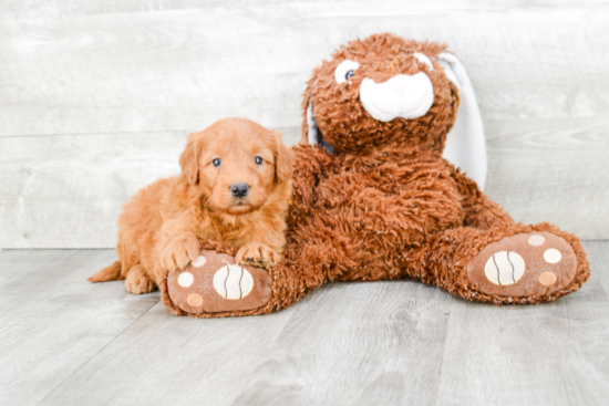 Mini Goldendoodle Puppy for Adoption