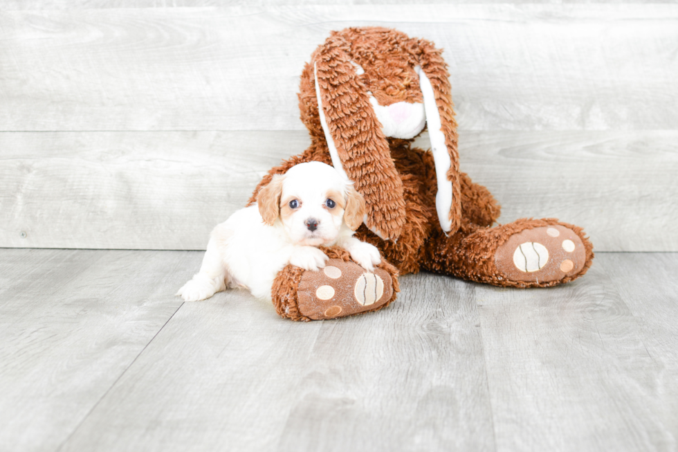 Cavapoo Pup Being Cute