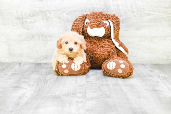 Maltipoo Puppy for Adoption