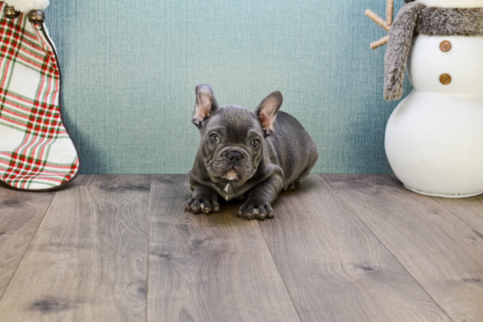 French Bulldog Pup Being Cute