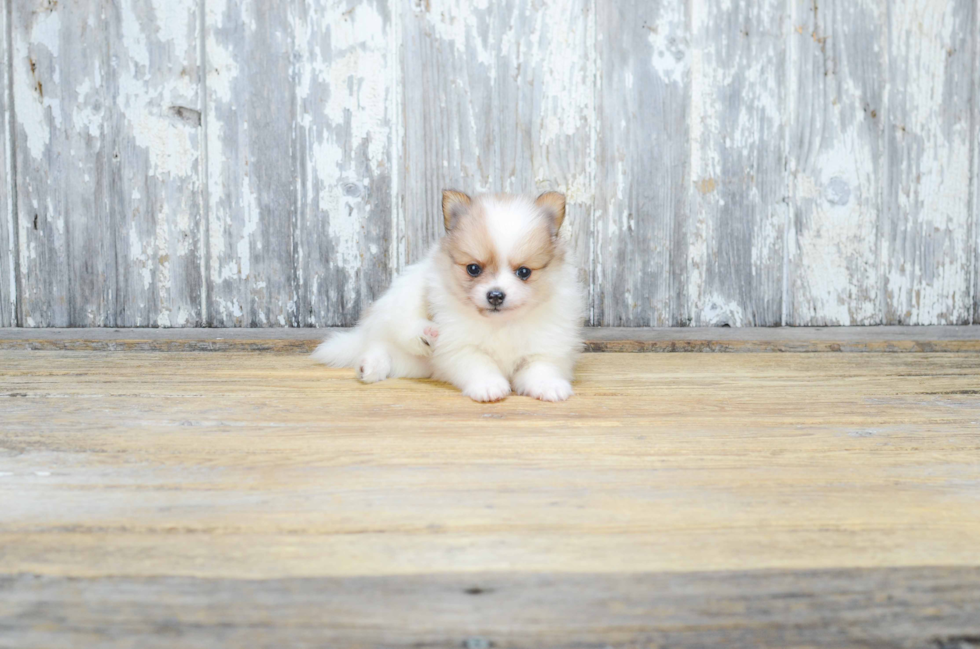 Pomeranian Pup Being Cute