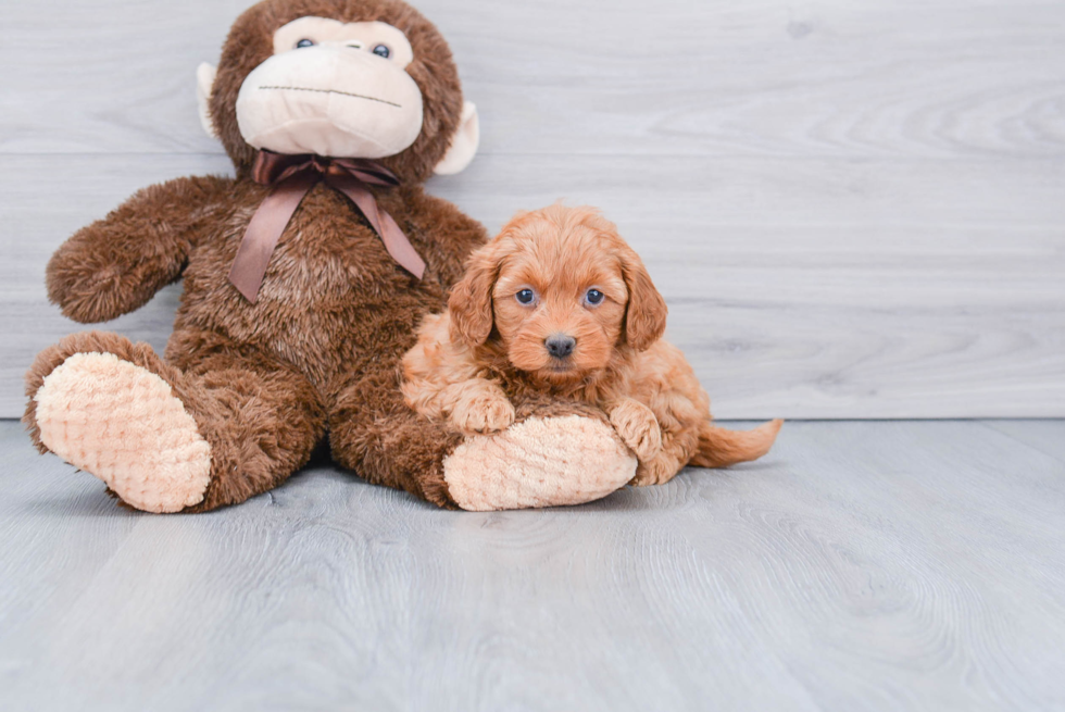 Mini Goldendoodle Puppy for Adoption