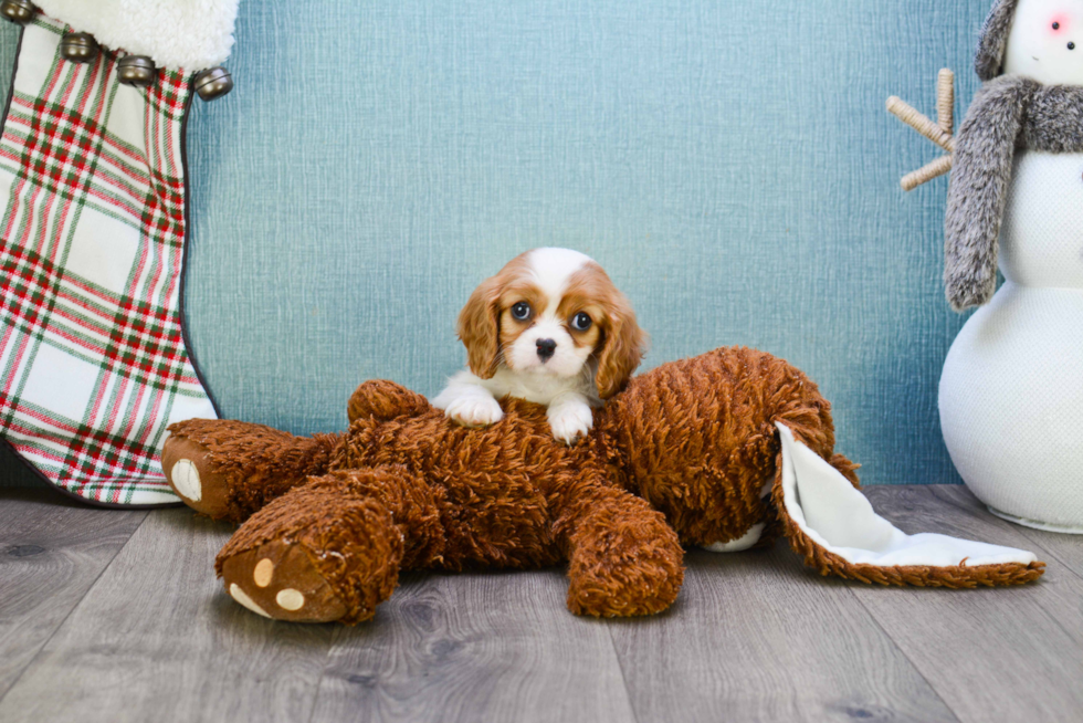 Adorable Cavalier King Charles Spaniel Purebred Puppy