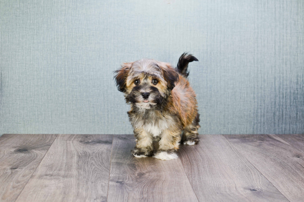 Playful Havanese Baby