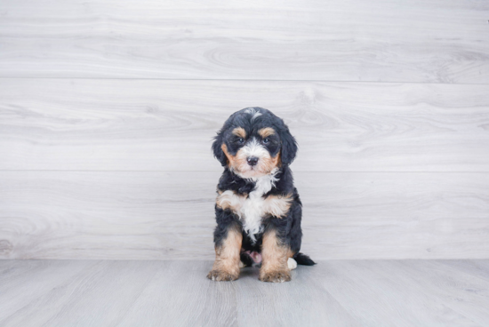 Mini Bernedoodle Pup Being Cute