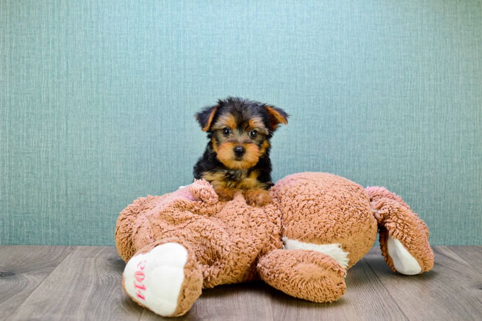 Meet Jeremy - our Yorkshire Terrier Puppy Photo 