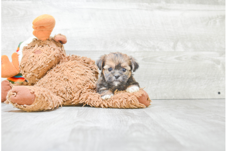 Adorable Shorkie Designer Puppy