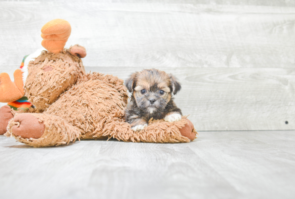 Adorable Shorkie Designer Puppy