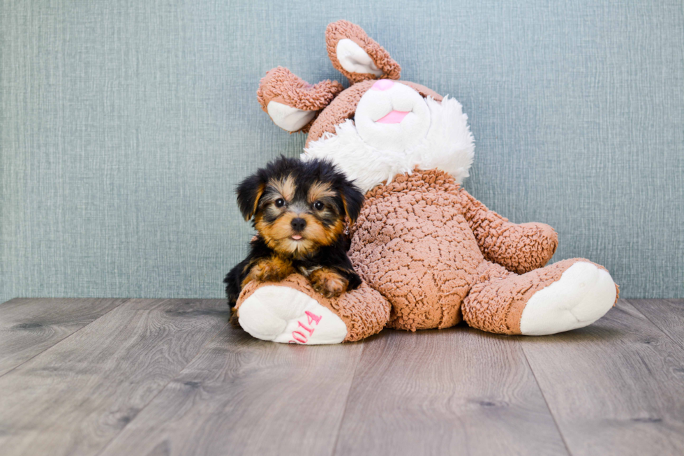 Meet Timmy - our Yorkshire Terrier Puppy Photo 