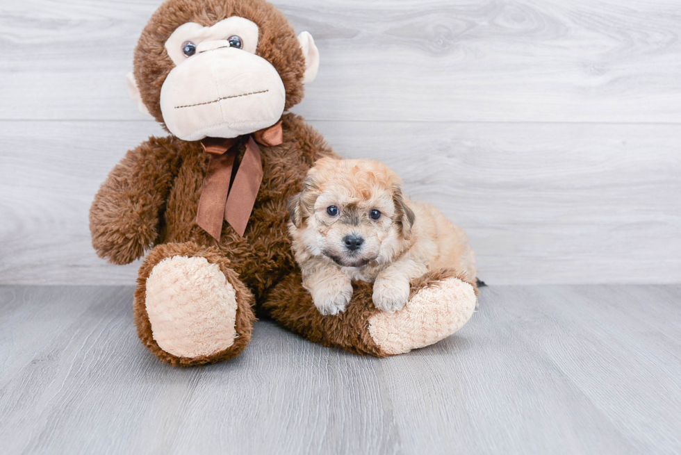 Happy Maltipoo Baby