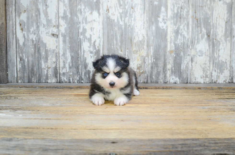 Petite Pomsky Designer Pup