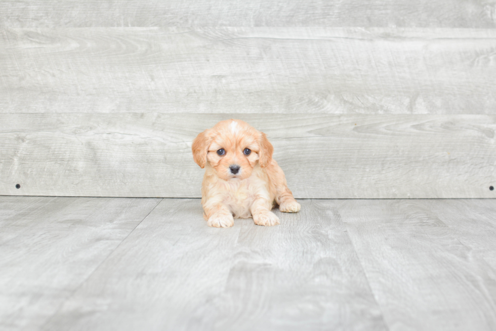 Cavapoo Puppy for Adoption