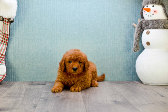 Mini Goldendoodle Pup Being Cute