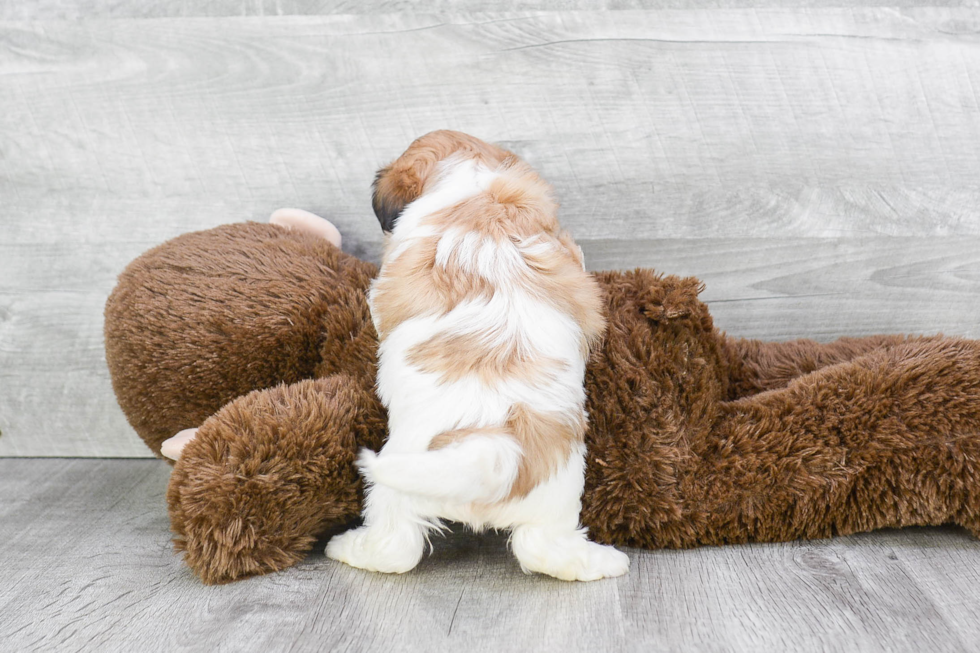 Teddy Bear Pup Being Cute