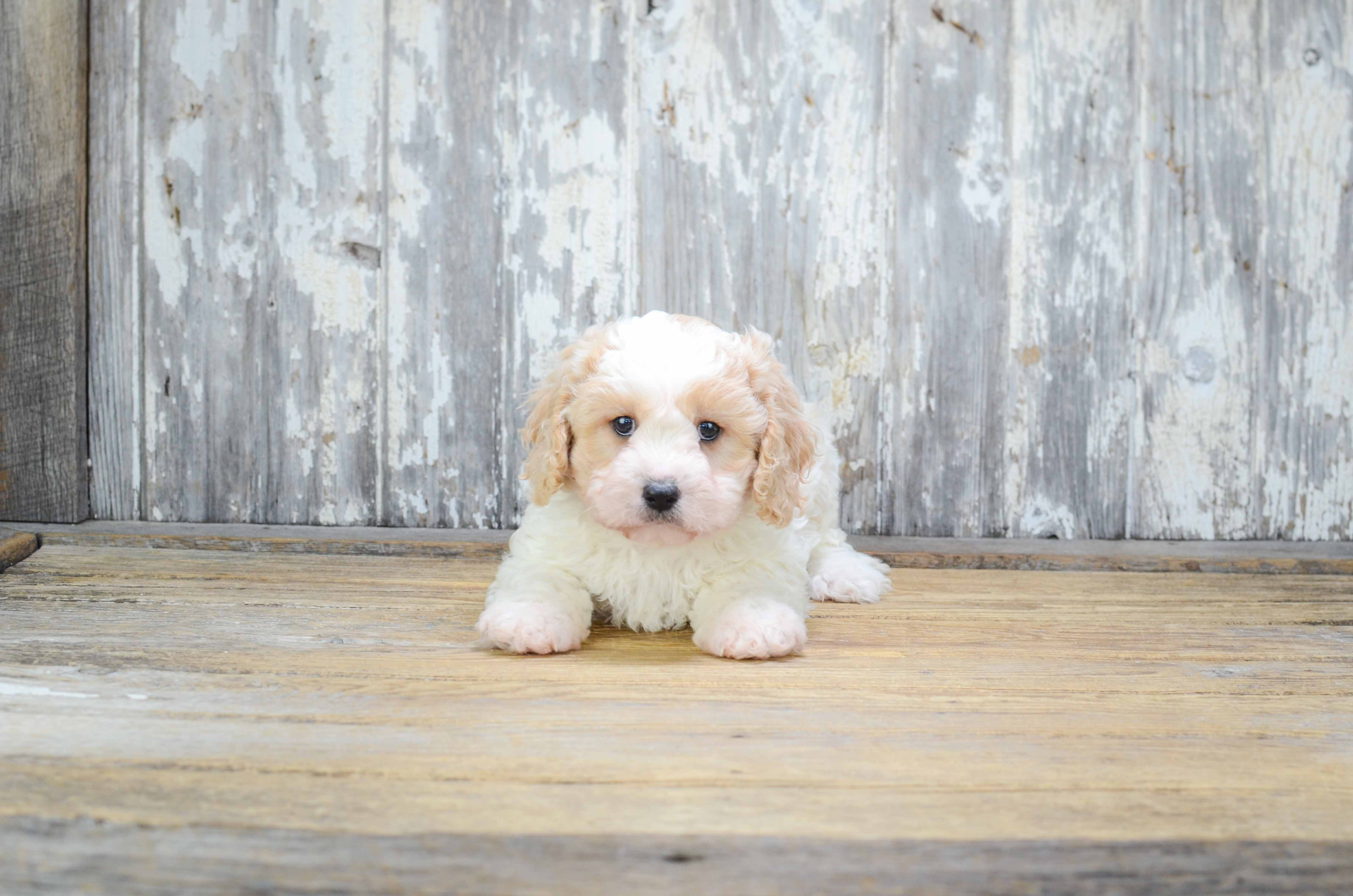 Cavachon Puppy for Adoption