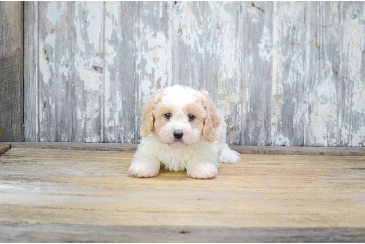 Cavachon Puppy for Adoption