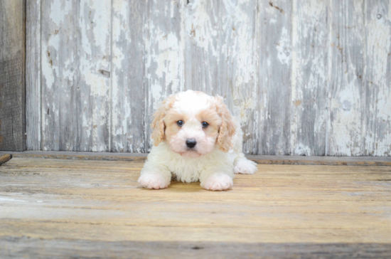 Cavachon Puppy for Adoption